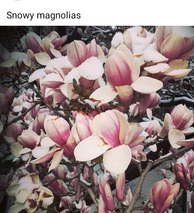 Snowy magnolias 
